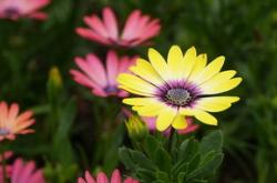 幼儿心理健康，培养未来的花朵